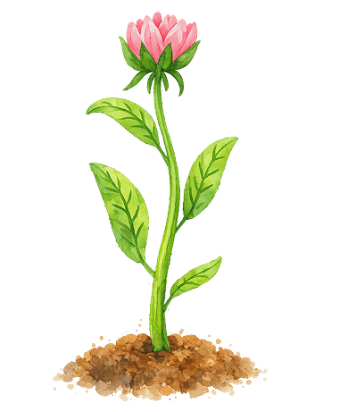 Growth step 1