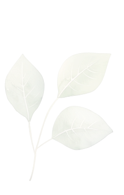 leaf1